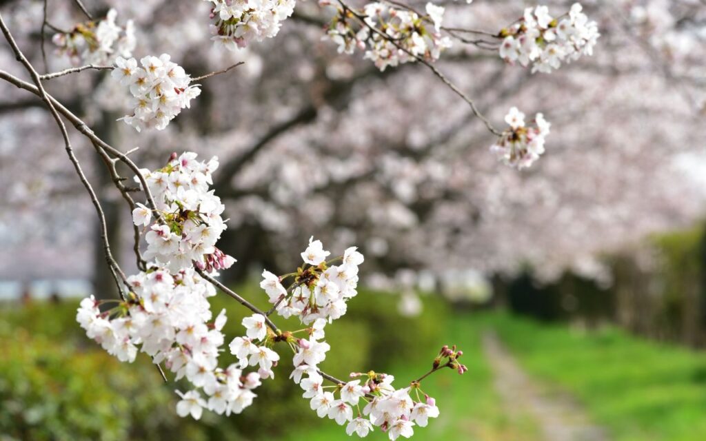 桜